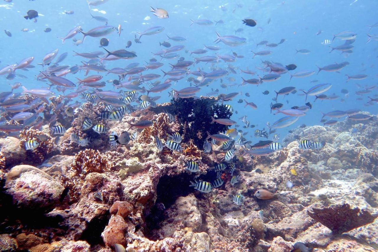 Maleo Moyo Hotel & Dive Resort Moyo Island 外观 照片