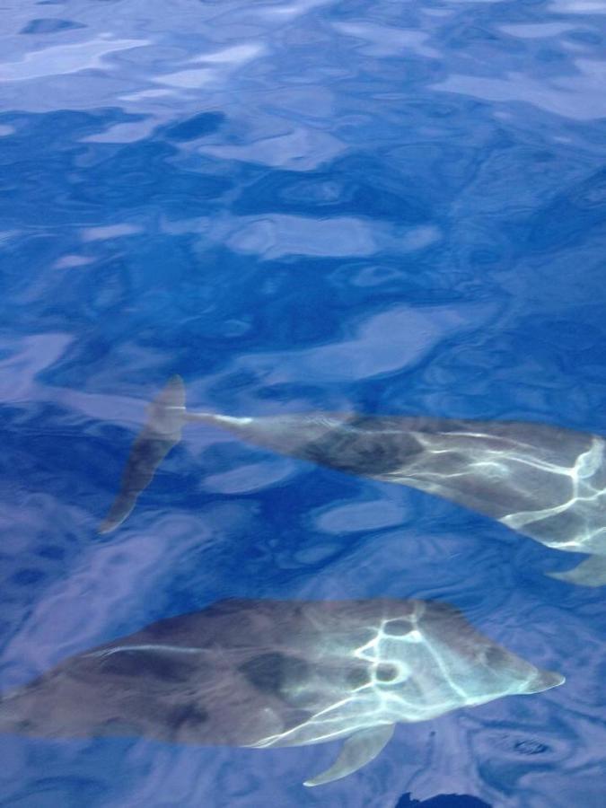 Maleo Moyo Hotel & Dive Resort Moyo Island 外观 照片